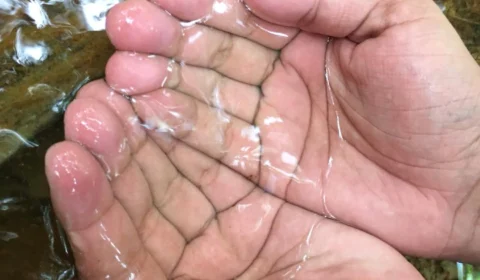 Especialistas alertam para a importância da preservação dos rios