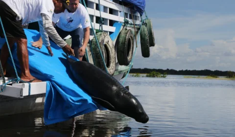 Vítimas de caça ilegal, 12 peixes-bois são devolvidos à natureza
