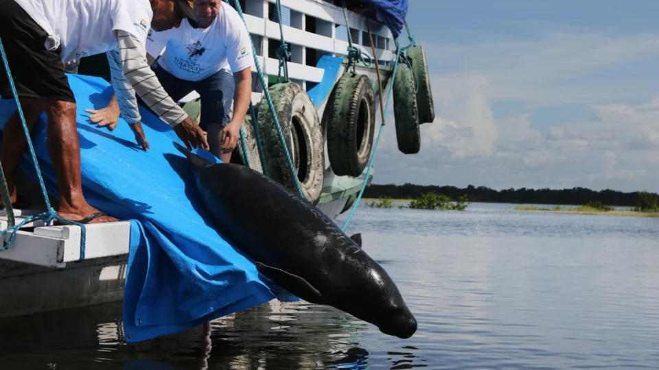 Vítimas de caça ilegal, 12 peixes-bois são devolvidos à natureza