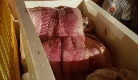 Uma tonelada de pescado ilegal é apreendida no porto de Manaus