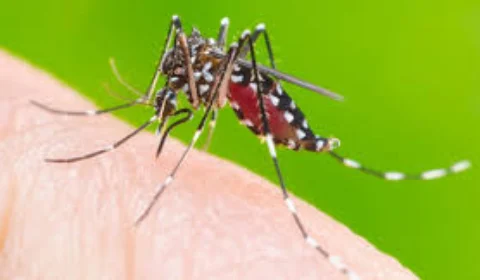 Aumenta número de casos de dengue em Roraima