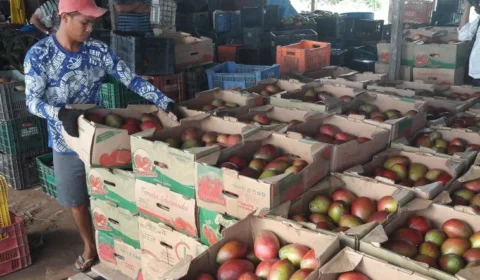 Novo foco de mosca da carambola atinge frutas do norte de Roraima