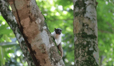 Novo edital para o concurso da identidade visual do sauim-de-coleira é lançado