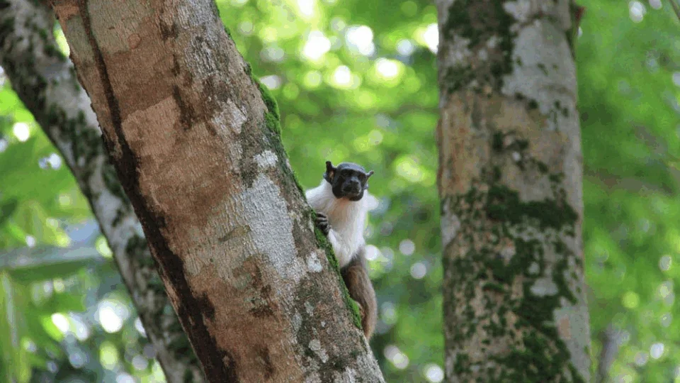 Novo edital para o concurso da identidade visual do sauim-de-coleira é lançado