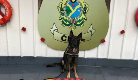 Com ajuda do cão Odin, polícia apreende 15kg de drogas em mala
