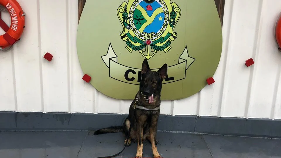 Com ajuda do cão Odin, polícia apreende 15kg de drogas em mala