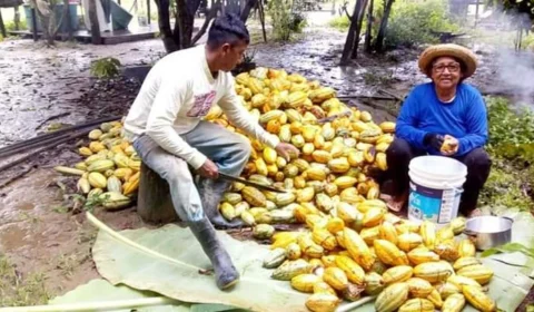 Festa do Cacau começa nesta quinta; saiba mais
