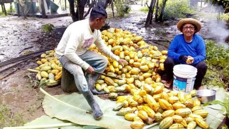 Festa do Cacau começa nesta quinta; saiba mais