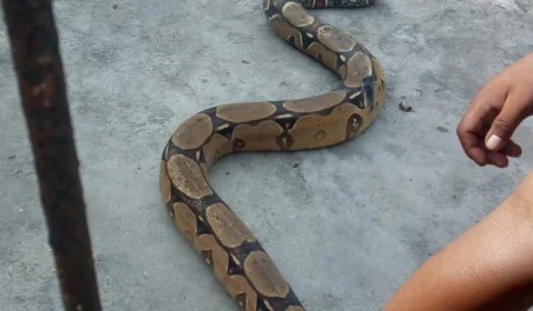 Jiboia é a cobra mais resgatada na área urbana de Manaus