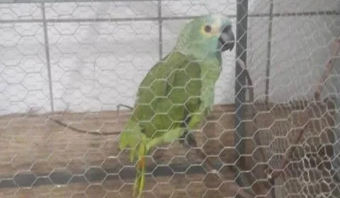 “Mamãe, polícia!”, diz papagaio ao avisar chegada de policiais em ponto de venda de drogas