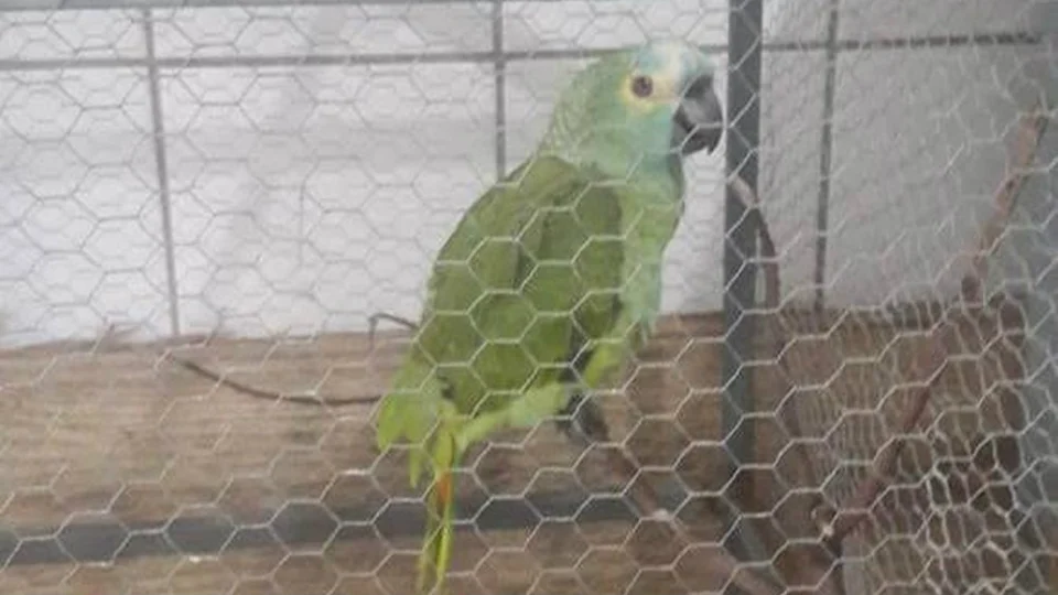 “Mamãe, polícia!”, diz papagaio ao avisar chegada de policiais em ponto de venda de drogas