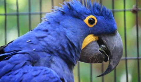 Três araras-azuis-grandes podem ser a salvação da espécie