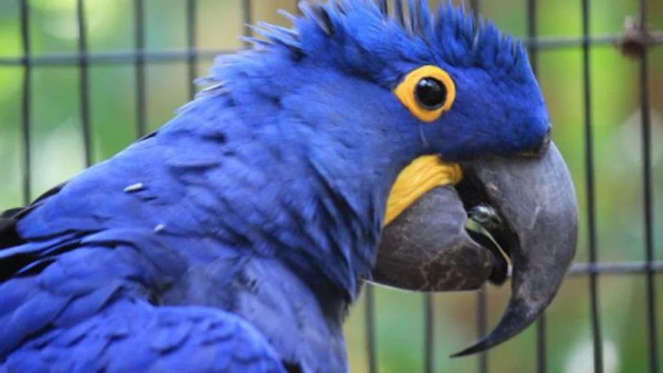 Três araras-azuis-grandes podem ser a salvação da espécie