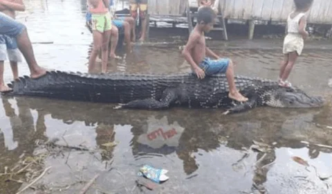 Jacaré é morto após comer cachorro e tentar engolir moradora em Manacapuru