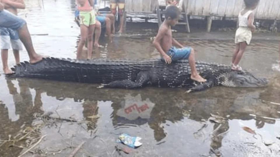 Jacaré é morto após comer cachorro e tentar engolir moradora em Manacapuru