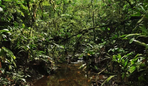 Intercâmbio sobre Bioeconomia entre Amazonas e Alemanha é promovido pela UEA
