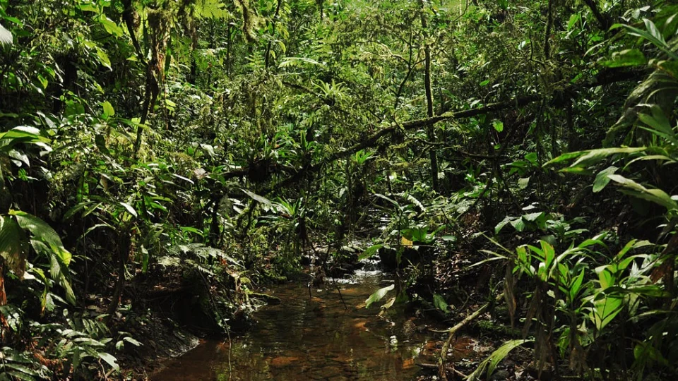 Intercâmbio sobre Bioeconomia entre Amazonas e Alemanha é promovido pela UEA
