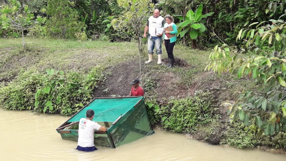 Município de Codajás é destaque no cenário do agronegócio no Amazonas