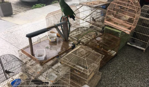 Pássaros são apreendidos em comercialização ilegal dos animais