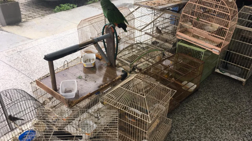 Pássaros são apreendidos em comercialização ilegal dos animais