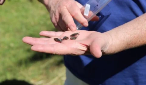 FVS confirma dois casos de Doenças de Chagas em Uarini