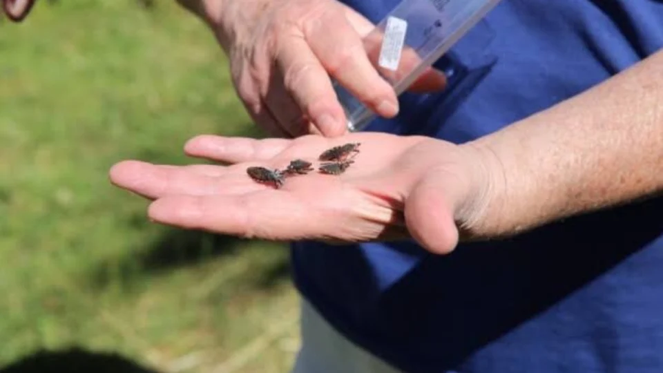 FVS confirma dois casos de Doenças de Chagas em Uarini
