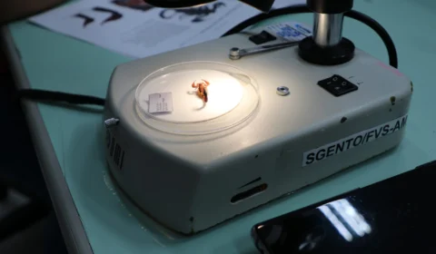 CUIDADO COM ESCORPIÃO | Cresce o número de ataque do peçonhento no Am