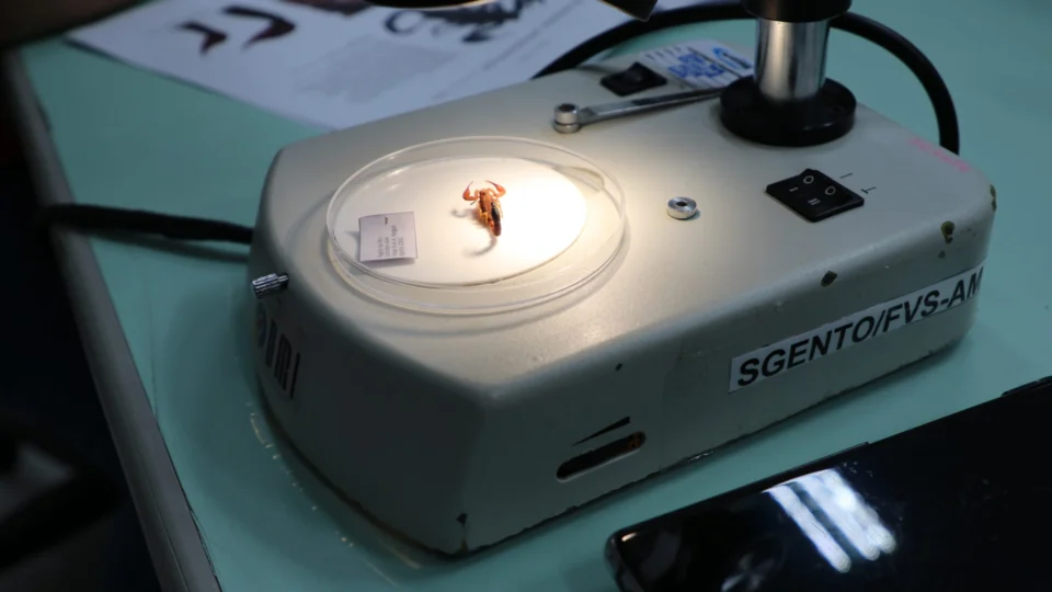 CUIDADO COM ESCORPIÃO | Cresce o número de ataque do peçonhento no Am