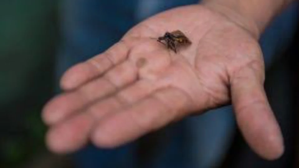 FVS-AM envia equipe para investigar suspeita de surto de Doença de Chagas em Uarini