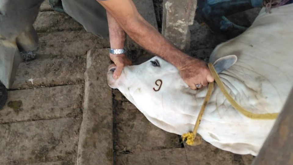 Produtor rural, fique ligado no prazo de vacinação contra Brucelose e Tuberculose