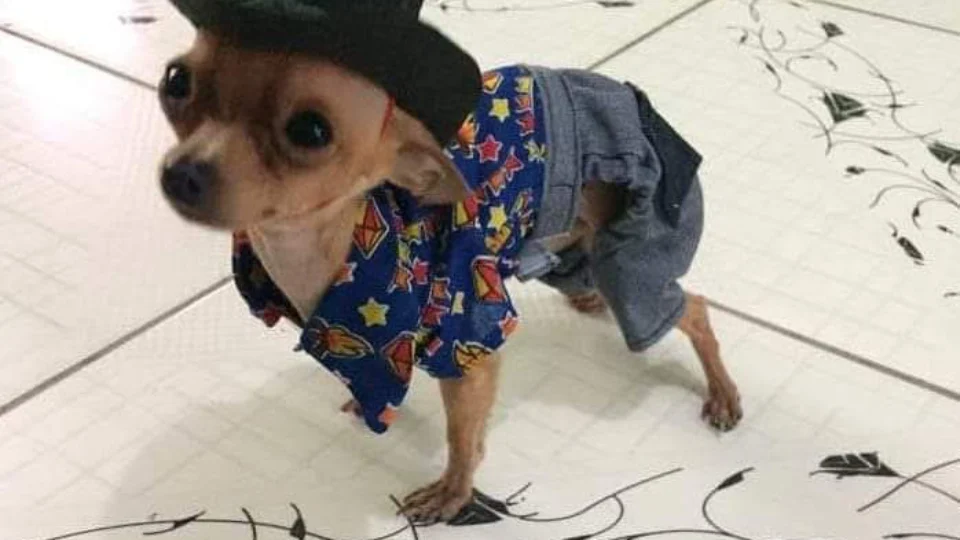 Parque Ponte dos Bilhares recebe admiradores da raça Pinscher