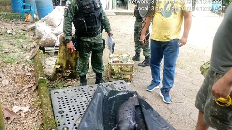 Filhote de peixe-boi é resgatado em Manacapuru
