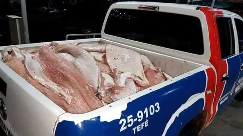 No dia Mundial do Meio Ambiente 91 “mantas”de pirarucu foram apreendidas