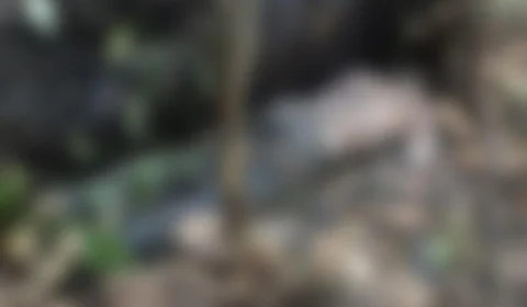 Irmão de adolescente assassinado em chácara, também é encontrado morto em ramal na BR 174