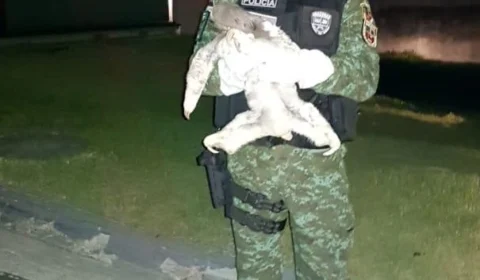 Batalhão Ambiental resgata preguiça  Bentinho em Manaus