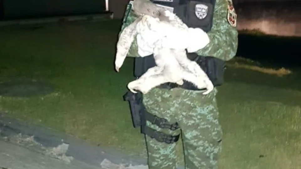 Batalhão Ambiental resgata preguiça  Bentinho em Manaus