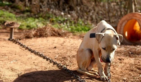 No Amazonas, ocorrências de maus-tratos a animais aumentam 110% em 2019