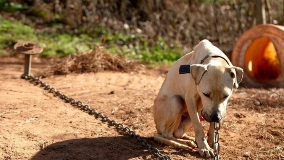 No Amazonas, ocorrências de maus-tratos a animais aumentam 110% em 2019