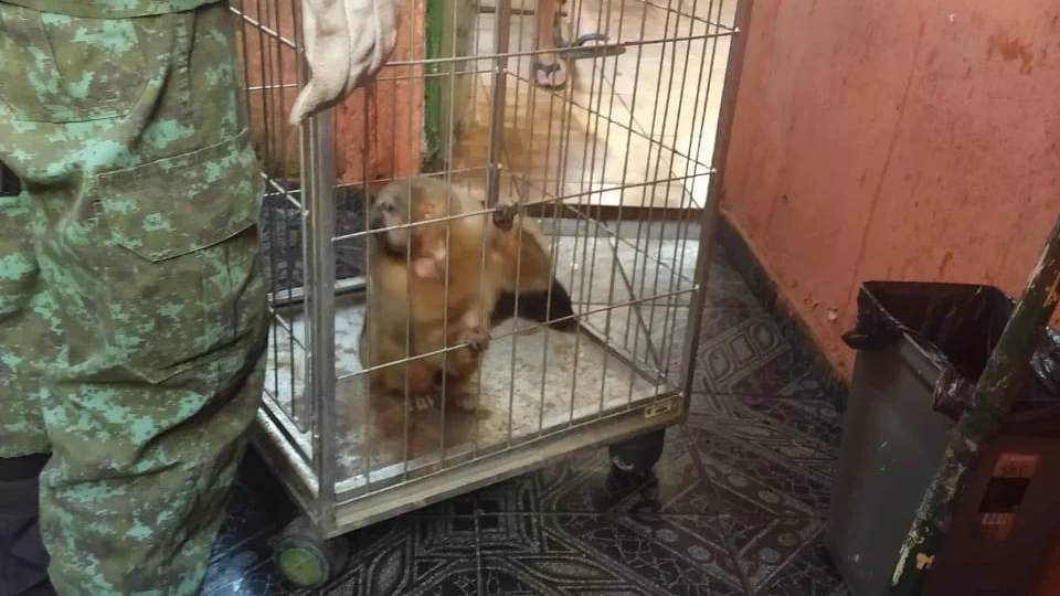 Batalhão Ambiental resgata mais de 100 animais silvestres em cinco meses