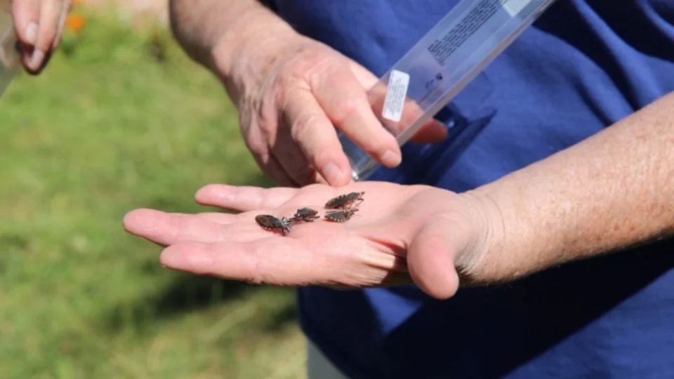 FVS confirma novo caso de Doença de Chagas proveniente de Uarini
