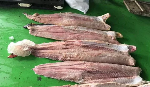 Mais de 3 toneladas de pescado ilegal são apreendidos no Alto Rio Solimões