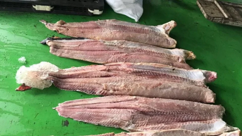Mais de 3 toneladas de pescado ilegal são apreendidos no Alto Rio Solimões