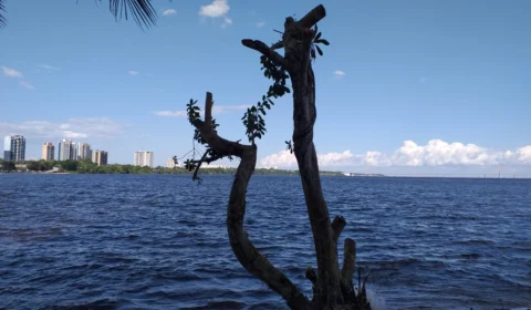 Poda e corte irregular de árvores em flat da Ponta Negra são alvos de multa