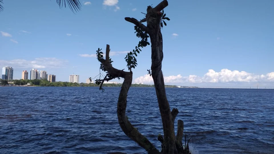 Poda e corte irregular de árvores em flat da Ponta Negra são alvos de multa