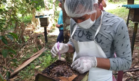 Em Benjamin Constant, agricultores familiares investem na criação de abelhas