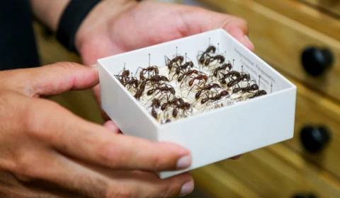 Formigas ‘trabalham’ para garantir a biodiversidades na Amazônia