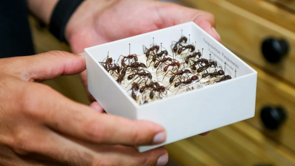 Formigas ‘trabalham’ para garantir a biodiversidades na Amazônia