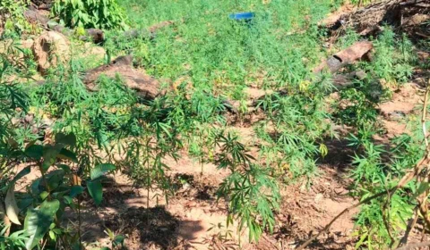 Homem é detido com mais de 3 mil pés de maconha