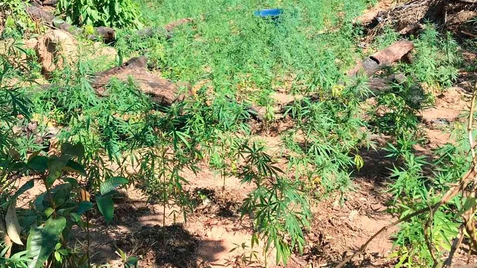 Homem é detido com mais de 3 mil pés de maconha