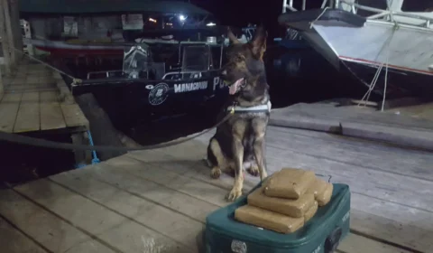 Cão farejador encontra 6 quilos de maconha em embarcação no Porto de Manacapuru